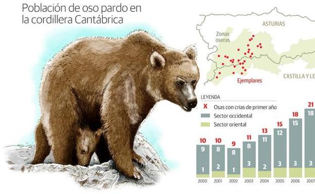 El número de osas reproductoras creció un 68% en los últimos diez años