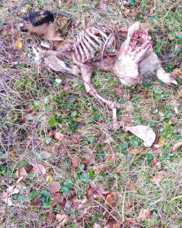 Nuevo ataque del lobo en Sotres
