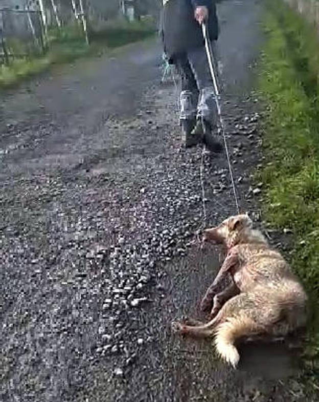 Una protectora de Llanes denuncia a un vecino de Lugo por «herir y arrastrar» a su perra