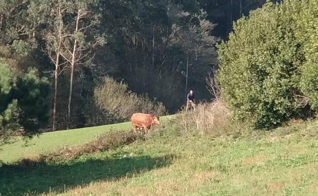 Un toro se escapa durante 20 horas del matadero de Jarrio