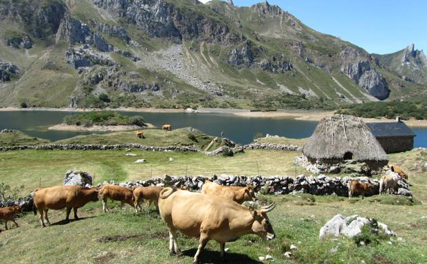 Asturias preservará los usos tradicionales agrícolas y ganaderos en los parques naturales