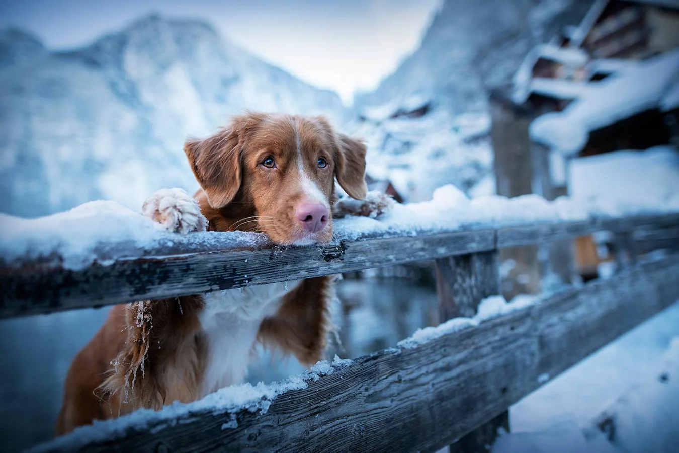 Картинки по запросу dog catches something