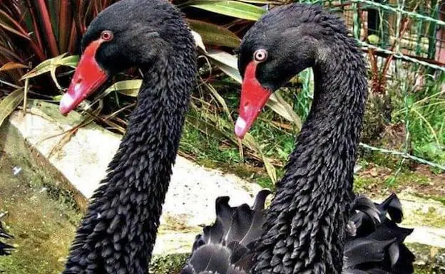 Roban dos cisnes y un ganso en el zoo de Oviedo
