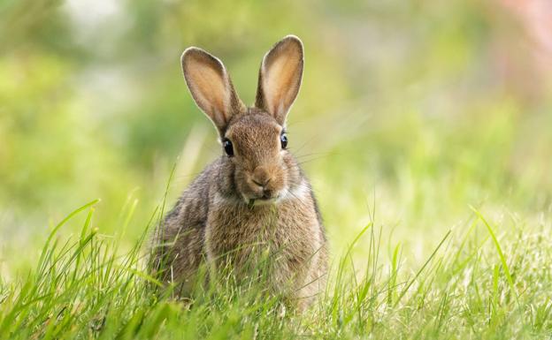 El conejo, catalogado como especie «en peligro»