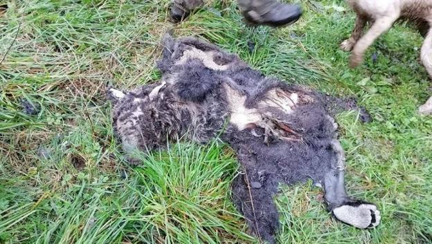 Aparece un oso joven muerto en un coto de caza de Santo Adriano