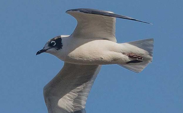 Las aves llegan desde América