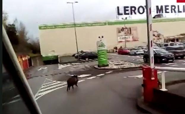 El recorrido de un jabalí por el parking del Leroy Merlin de Gijón