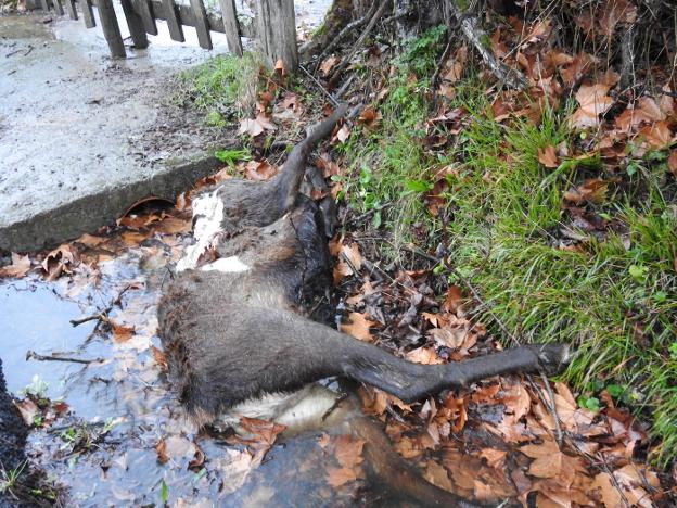 Aparecen varios cuerpos de ciervos decapitados en Parque Natural de Las Ubiñas