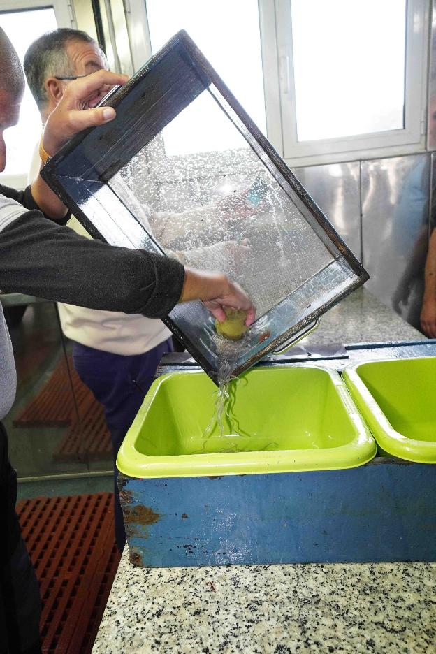 La cantidad de angula rebaja los precios en plena campaña navideña