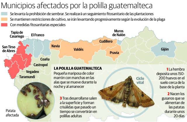 Cinco de los concejos afectados por la polilla de la patata podrán retomar los cultivos
