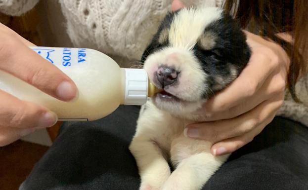 Benecane pide ayuda para nueve cachorros abandonados en Sotrondio