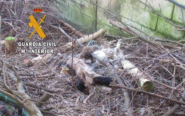 La Guardia Civil localiza 4 cabras muertas y 3 vivas en una finca abandonada de La Caridad
