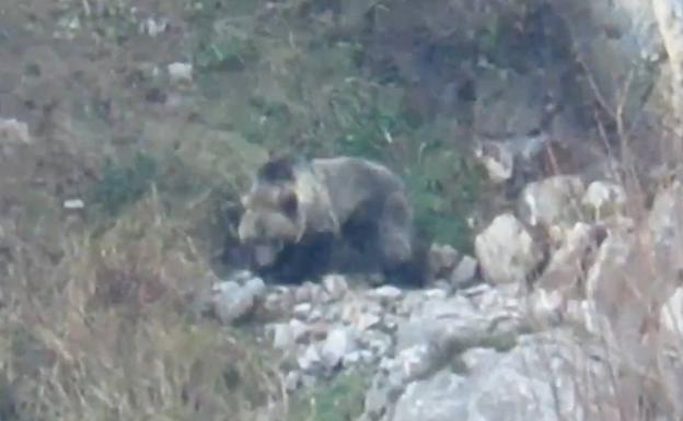 La osezna 'Saba', liberada en Picos de Europa, reaparece adaptada a su nuevo entorno