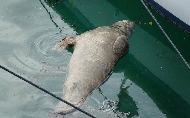 Aparece muerta en el puerto de Lastres una foca gris joven