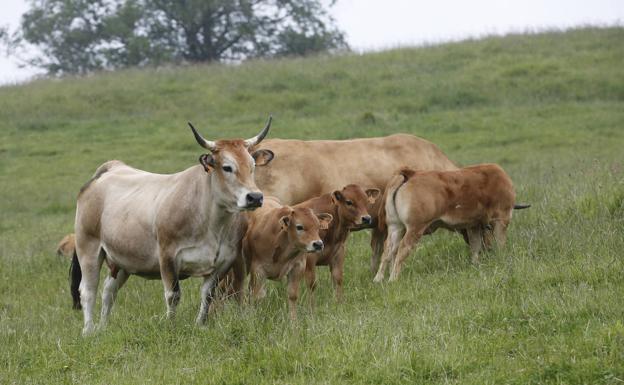 La certificación de Ternera Asturiana creció un 3,5% el año pasado