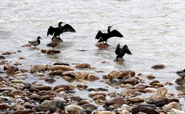 SEOBirdLife demanda al Principado por la muerte de 240 cormoranes