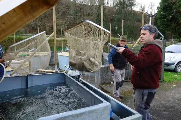 La piscifactoría de Infiesto recupera su actividad con los primeros ejemplares