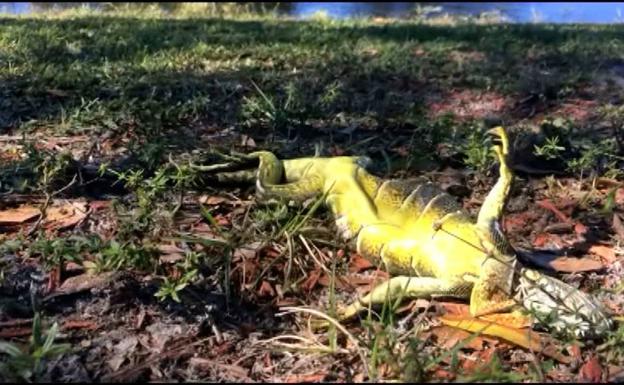 Florida alerta del peligro de sufrir un golpe en la cabeza propinado por una iguana congelada