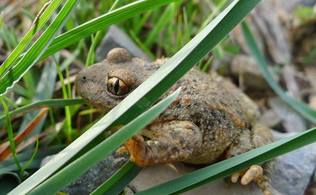 La actividad humana afecta a la reproducción del sapo según un estudio realizado en Somiedo