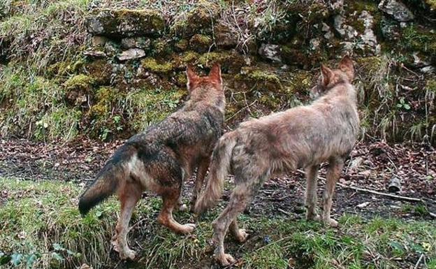 Encuentran muertos a dos lobos adultos, en Riosa por posible atropello