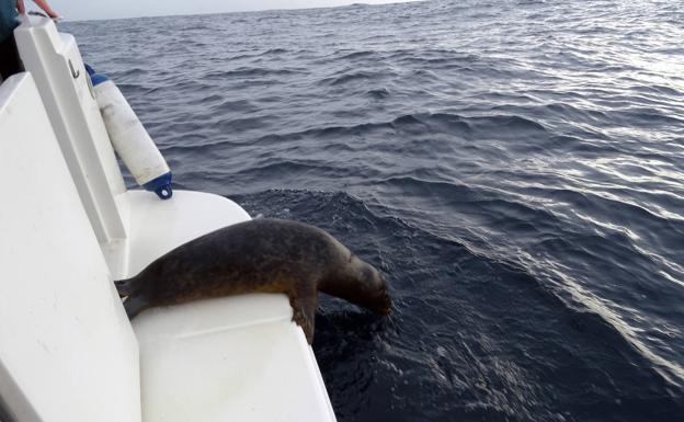 La foca recogida en noviembre en El Arañón regresa al mar