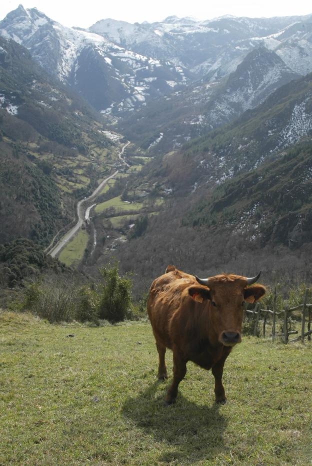 El Principado abre a la gestión vecinal 42 montes, entre ellos el Aramo y el Monsacro