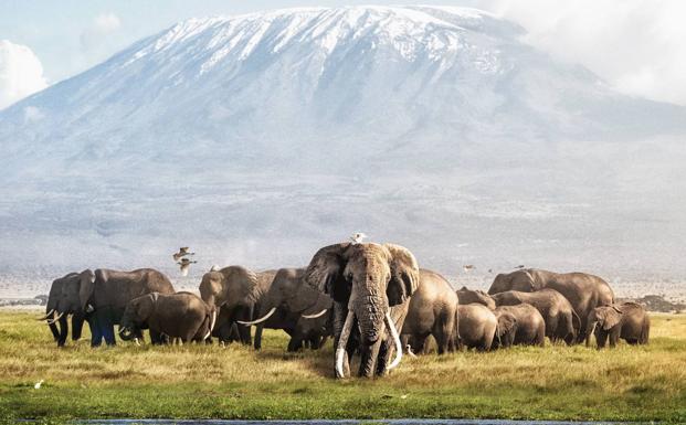 Muere Big Tim, uno de los últimos elefantes de grandes colmillos de África