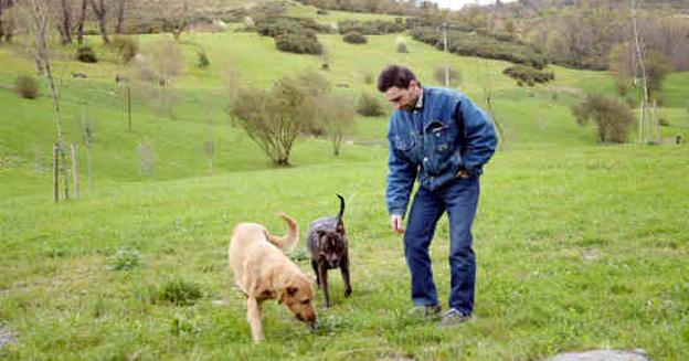 La última habilidad canina: salvar naranjos