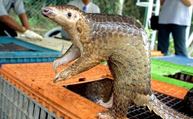 Científicos chinos identifican el pangolín como «huésped transmisor» del coronavirus