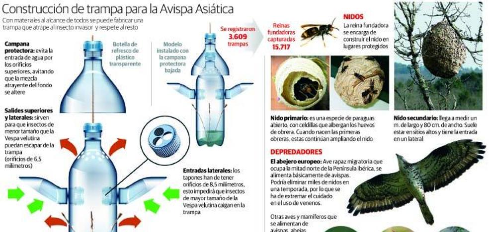 La velutina muta para adaptarse