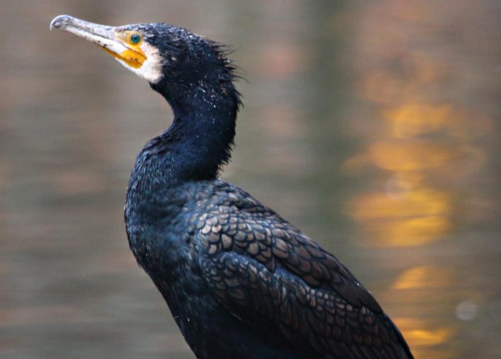 El calor del invierno aleja a las aves