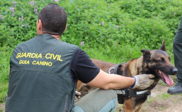 La Guardia Civil localiza 120 animales muertos por el uso de cebos envenenados