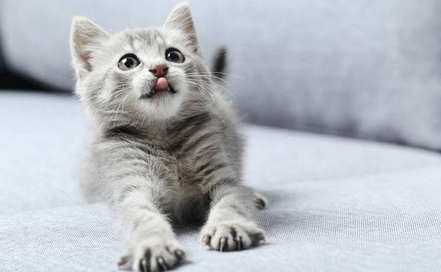 logo Polvoriento corte largo Hoy se celebra el Día Internacional del Gato, la mascota favorita de los  europeos | El Comercio