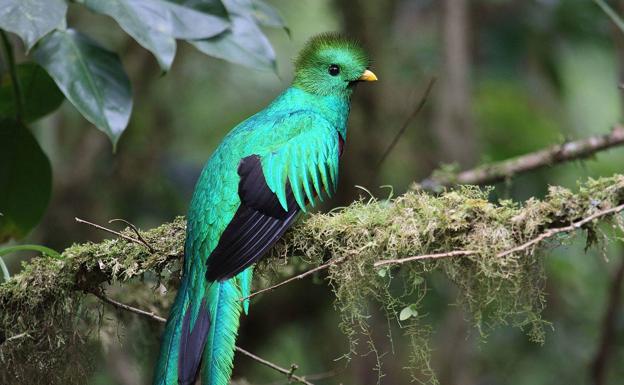 Así es el majestuoso vuelo del quetzal