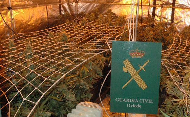 Detenido un hombre por el cultivo de marihuana en Pola de Lena