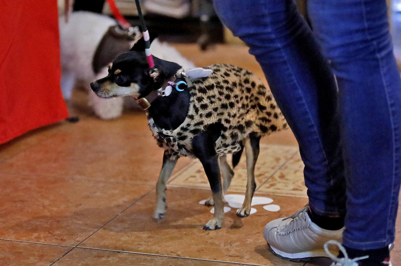 Las mascotas, antroxeras por un día