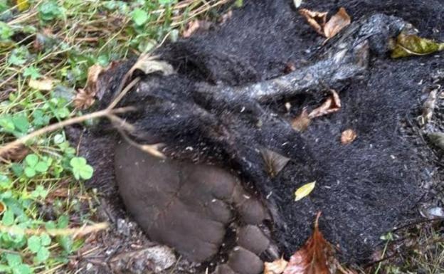 La necropsia del oso hallado muerto en Somiedo descarta el envenenamiento