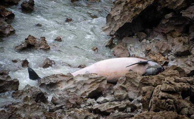 Aparece muerto un calderón en una playa de Llanes