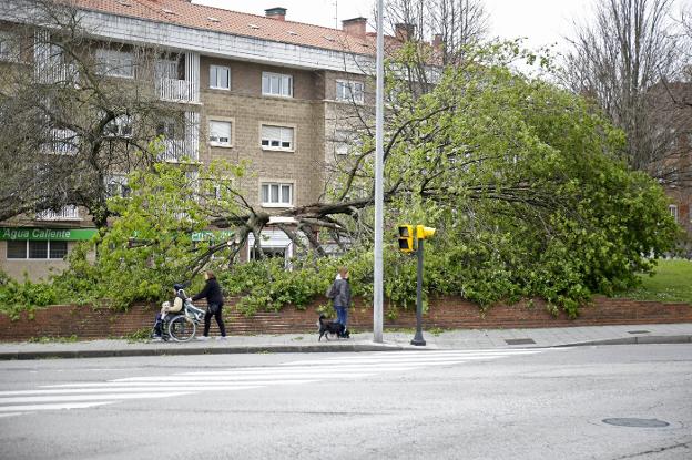 El viento del oeste causa daños y eleva las temperaturas hasta trece grados