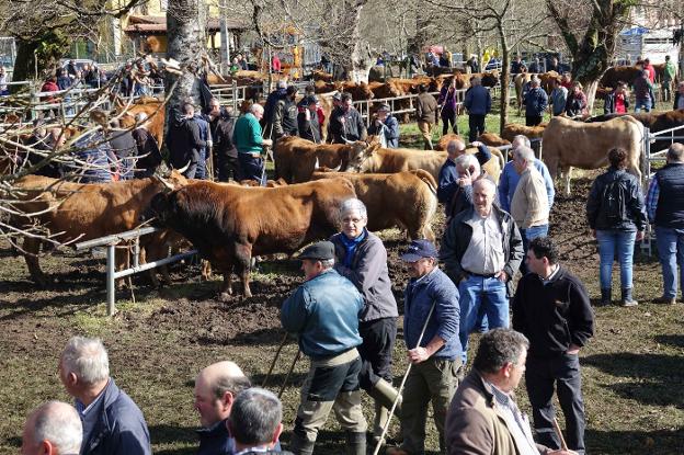 1.300 vacas y terneros llegan a la feria de marzo de Corao y se vende el 50%