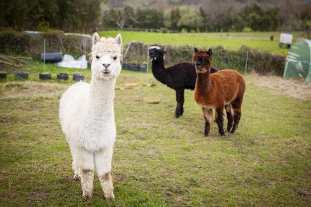 San Justo, sede del primer hotel con alpacas de España