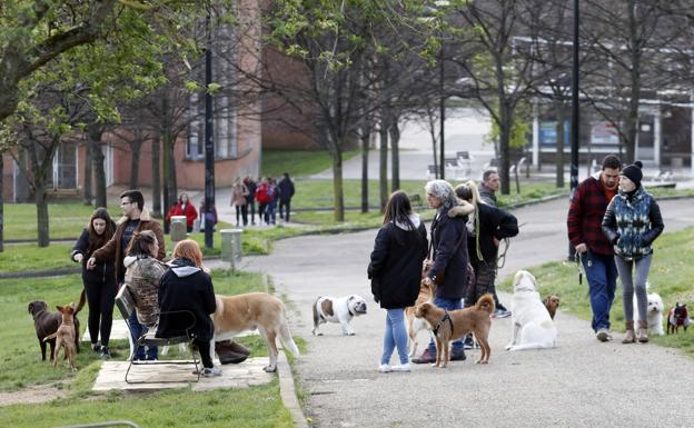 Gijón tiene 34.754 perros, tantos como vecinos suman La Arena y El Coto