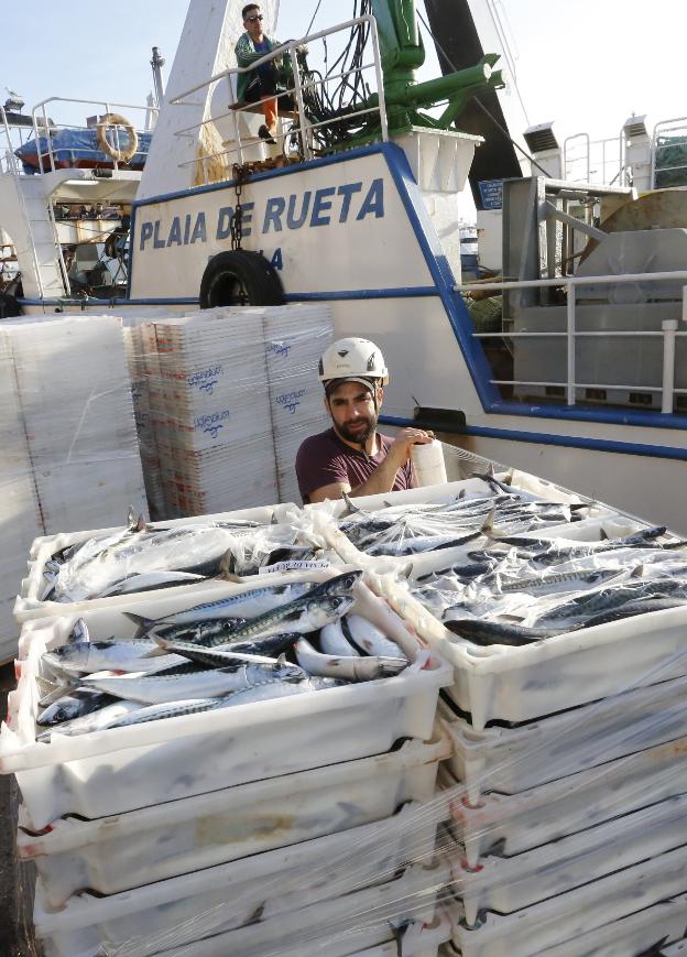 Los primeros 150.000 kilos de xarda entran en el muelle del Rendiello