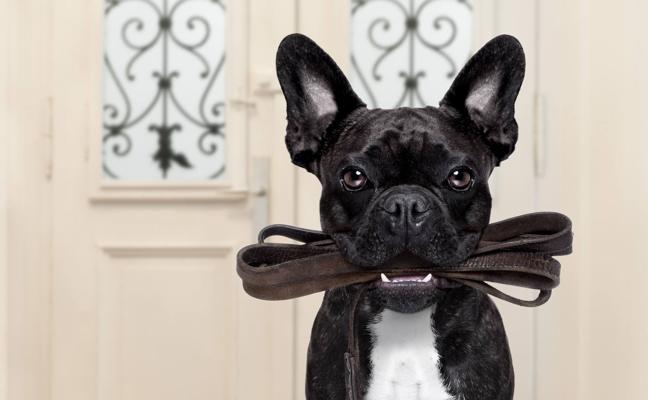 El coronavirus y la picaresca española: «Se alquila perro para pasear por horas»