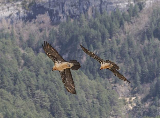 Nace un quebrantahuesos en los Picos después de siete décadas