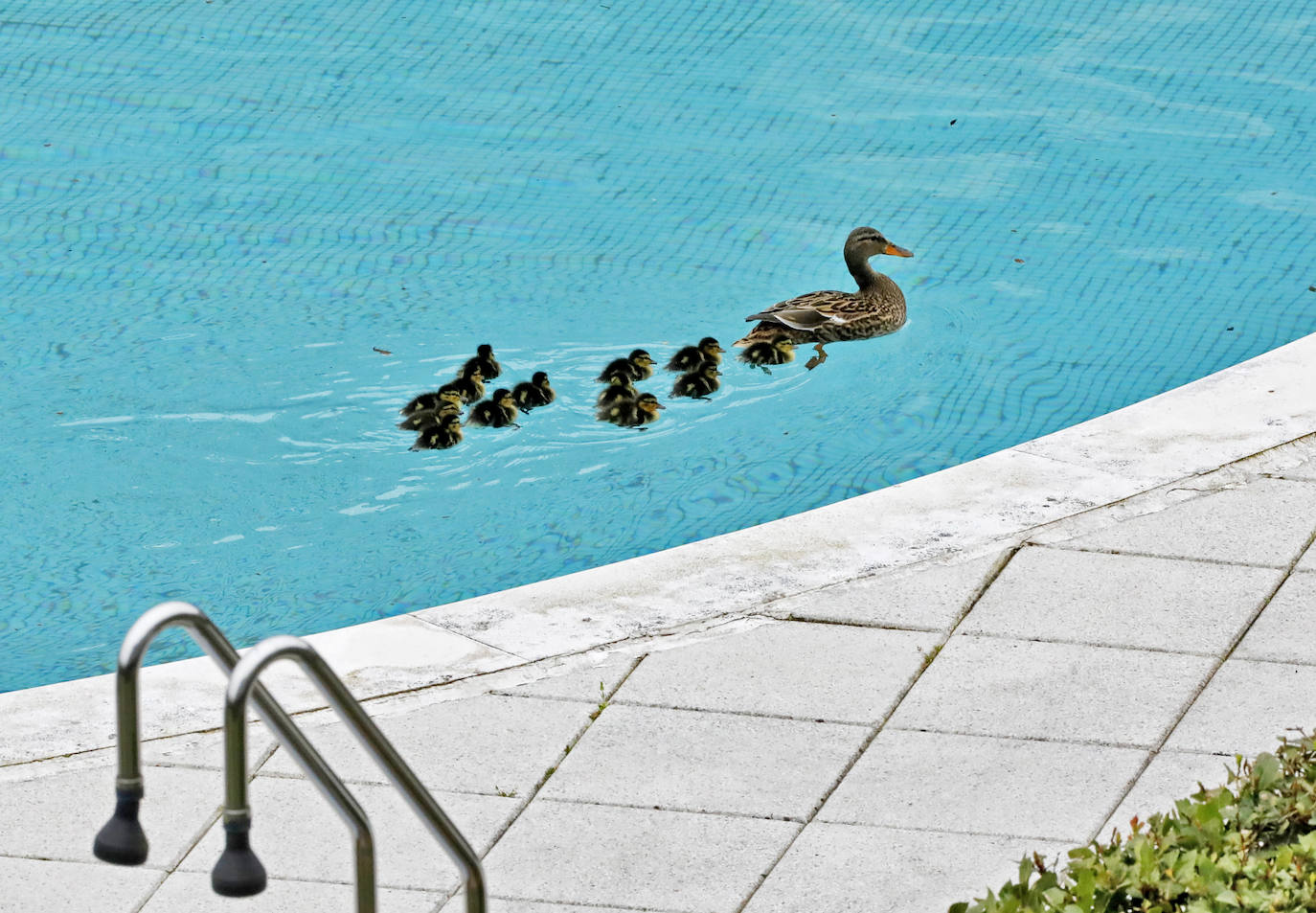 Rescate de una camada de patos en una urbanización de Viesques