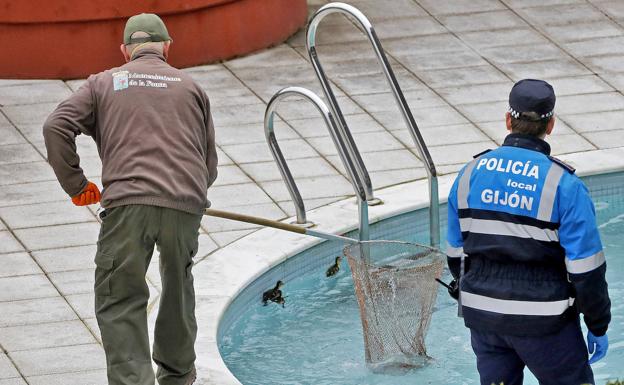 Rescatan a una camada de patos en una urbanización de Viesques