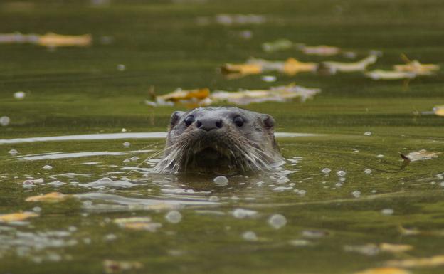 Capítulo 2. Nutria