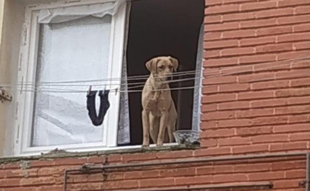 Alerta por un perro «abandonado» en una vivienda en Vázquez de Mella