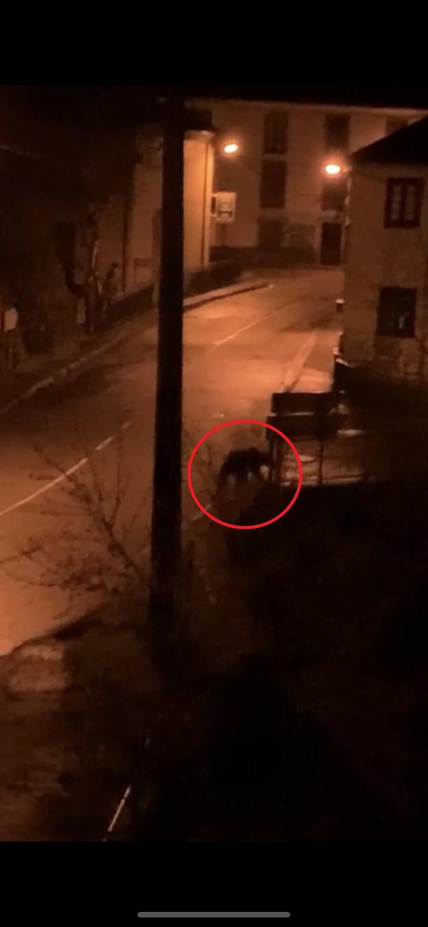 Un oso, de paseo nocturno por Cangas en plena cuarentena